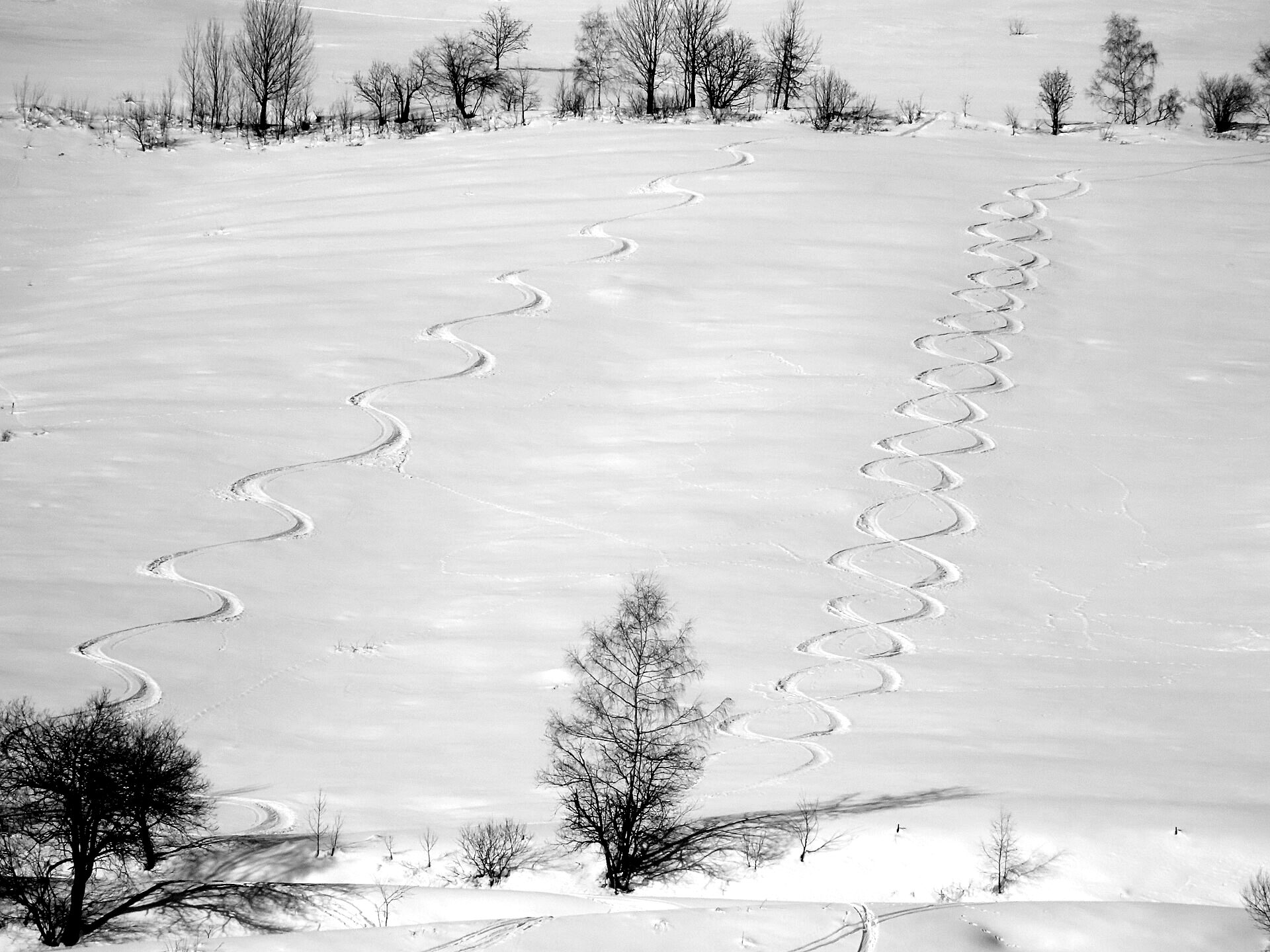 Fresh ski tracks on an untouched slope, black and white